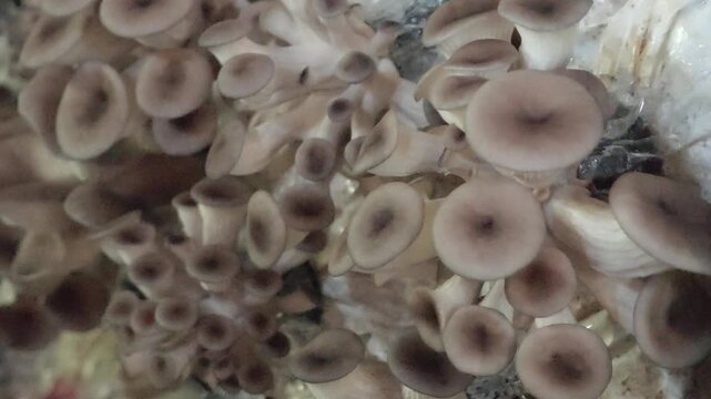 Fresh oyster mushrooms from the farm.