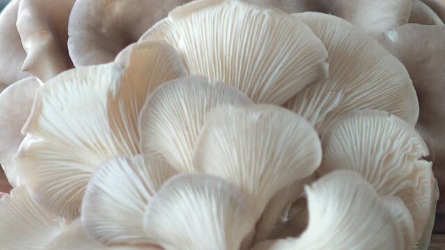 Fresh oyster mushrooms from the farm.