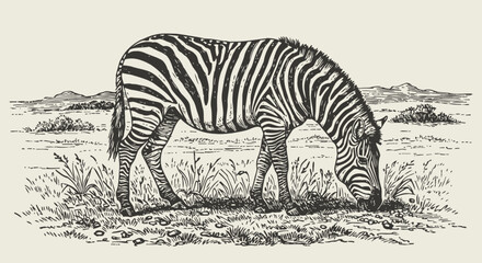Fototapeta premium Zebra grazing in savannah landscape hand drawn african wild animal sketch with grass, hills, and natural wildlife scene