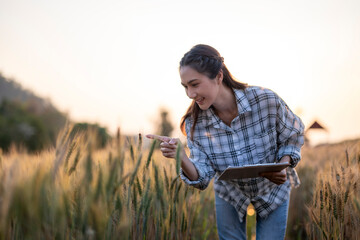 Naklejka premium Woman agronomist inspecting crop field at sunset