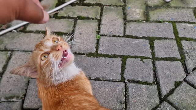Playful ginger cat looking up with an open mouth and showing its teeth while interacting with a human hand on a stone pavement.