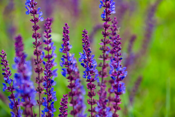Obraz premium Purple Spikes with Fragrance: Natural Texture of Sage Flower Sea