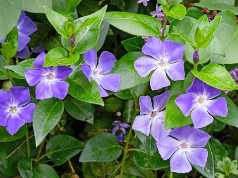 Blick auf ein Blumenbeet mit der blau bl&uuml;henden Pflanze kleines Immergr&uuml;n, Vinca minnor