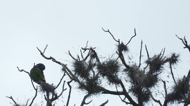 Loro cabeza azul (Pionus menstruus) posado tranquilamente en las ramas de un &aacute;rbol sin hojas durante una fr&iacute;a ma&ntilde;ana en Colombia. Esta colorida ave tropical habita bosques y &aacute;reas arboladas de Am&eacute;rica