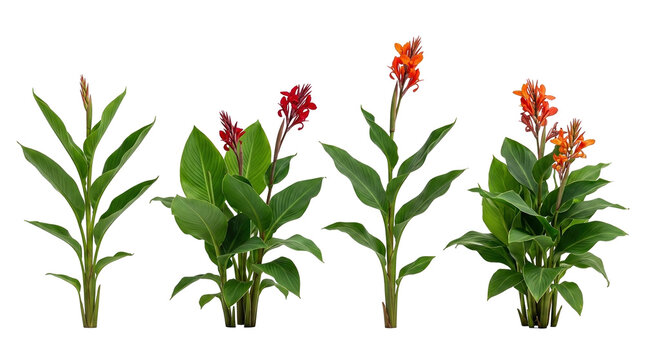 canna indica, tropical plant, red flower, orange flower, lily, botanical, isolated set of blooming garden plants with lush foliage and vibrant petals for landscaping designs.