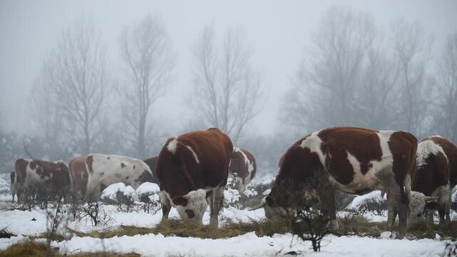 Cow herd are feed with dry hay during winter, domestic animals eat fodder on snow during foggy evening, free range farming