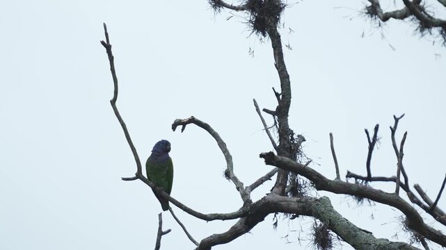 Loro cabeza azul (Pionus menstruus) posado tranquilamente en las ramas de un &aacute;rbol sin hojas durante una fr&iacute;a ma&ntilde;ana en Colombia. Esta colorida ave tropical habita bosques y &aacute;reas arboladas de Am&eacute;rica