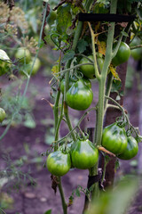 Bunch of fresh tomatoes growing on plant branch on sunny day in garden