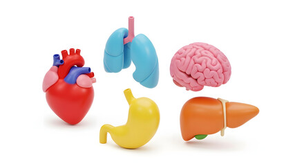 Colorful 3D Stylized Human Internal Organs Set Isolated on White Background