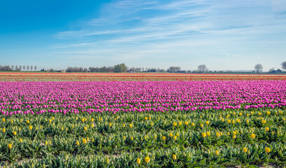 View of colorful flower beds filled with flowering tulip bulbs at the edge of a Dutch village. It is early on the morning of a sunny day in springtime with a blue sky.