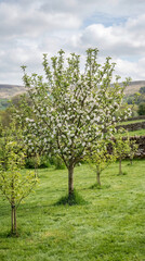 Fototapeta premium Apple tree in full white bloom in a lush green orchard.