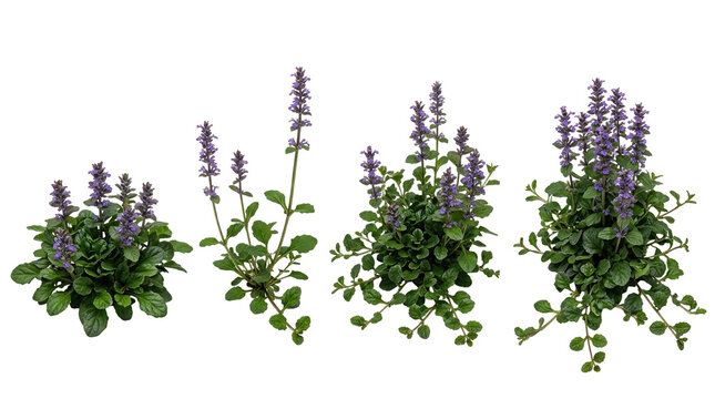 Ajuga reptans, bugleweed, groundcover, carpet bugle, purple flowers, garden plant, perennial plants isolated on black background for garden design, landscaping, and botanical studies.