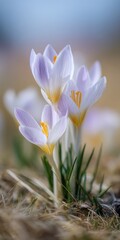 Pale violet crocus flowers with bright yellow stamens emerging from dry grass in soft morning light and gentle blurred background