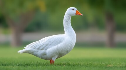 Obraz premium Elegant white goose standing gracefully on lush green grass in a serene outdoor setting