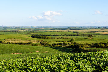 Several fields planted with soybeans in the pampa of Rio Grande do Sul in southern Brazil.