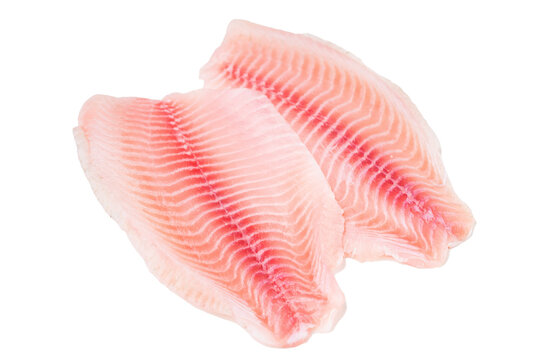 Raw tilapia fillet isolated on white background, fresh freshwater fish meat from aquaculture with visible muscle texture.