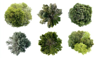 Obraz premium Overhead view of six diverse tree canopies against a white backdrop, each a unique shape and hue