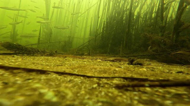 Common rudd and roach fish swimming in a freshwater river under ice. Underwater winter nature landscape. Group of live fish in their natural habitat beneath frozen surface.