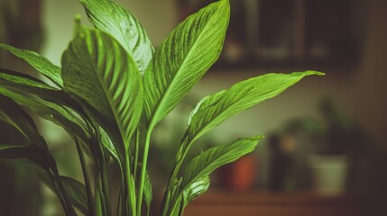 Obraz premium Green indoor plants with high detail and shallow depth of field, showcasing natural beauty and fresh foliage in a clean, minimalist setting without text or logo.