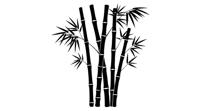 Bamboo plant with long stems.