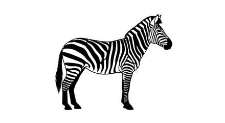 Black and white zebra standing still. © eko
