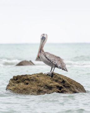 Brown Pelican Standing on Coastal Rock in Ocean