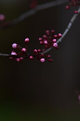 pink flower in the night © zg_fotomuro
