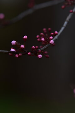 pink flower in the night