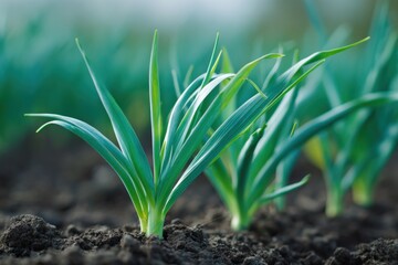 Green garlic shoots in rich soil closeup healthy growth row plantation agricultural young plants vibrant leaves