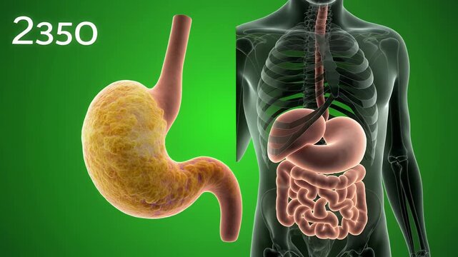 Animated human stomach and digestive system anatomy.