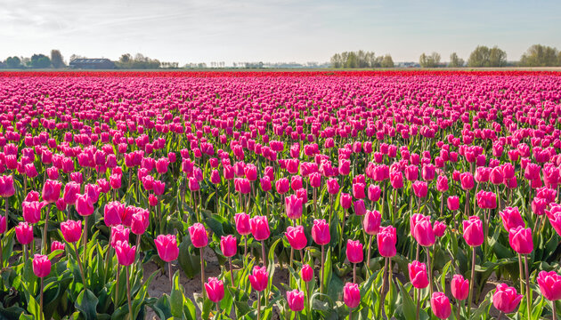 Pink flowering tulip bulbs in the foreground of a large field owned by a specialized Dutch bulb grower. The photo was taken early one morning in the spring season.