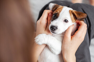 Woman Playing with cute Puppy Dog at home