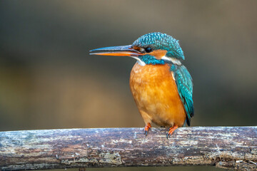 Kingfisher.