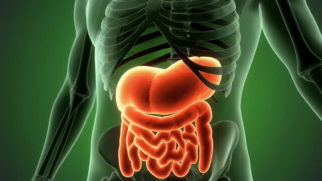 Human digestive system organs zoom animation with glowing abdomen.