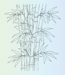 Obraz premium Detailed handdrawn bamboo plant illustration with leaves and stems