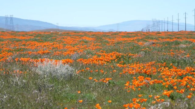 Fields of Flame: California Poppies in the Mojave