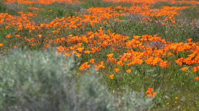 Spring Fire: A Close-Up Journey Through Desert Poppies