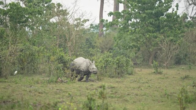 Rinoceronte bebe corriendo