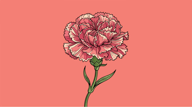 Elegant pink carnation flower blooming against a coral background.