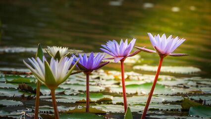 Beautiful purple water lilies in a calm pond, selective focus, serene nature background