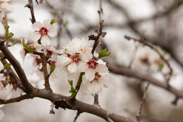 Obraz premium Almond bright white flowers blooming on branches tree