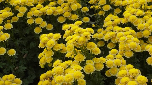 Vibrant fields of yellow pompon or button chrysanthemums create cheerful