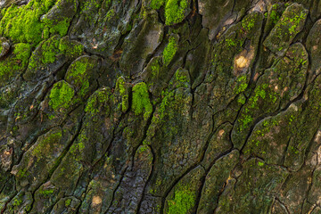 Close-up of Vibrant Green Moss on Old Tree Bark Texture,Macro shot of natural tree bark covered with lush green moss and organic textures. Detailed rugged surface of an old tree trunk in a damp forest © banjongseal324