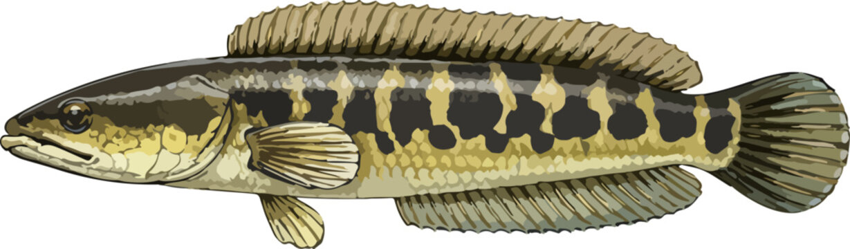 Channa striata illustration art