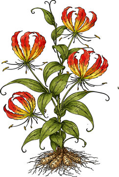 Gloriosa superba illustration art
