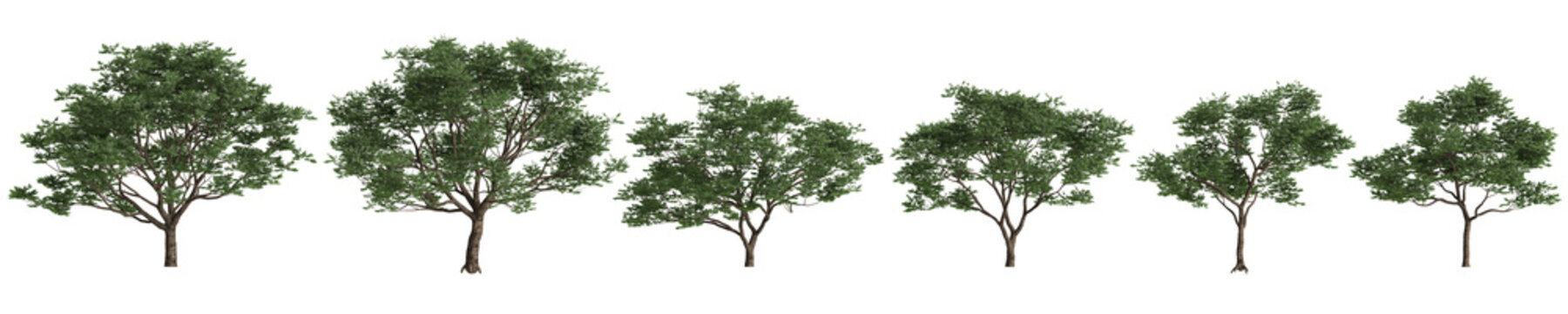 Multiple Koelreuteria paniculata trees 3d illustration on transparent background