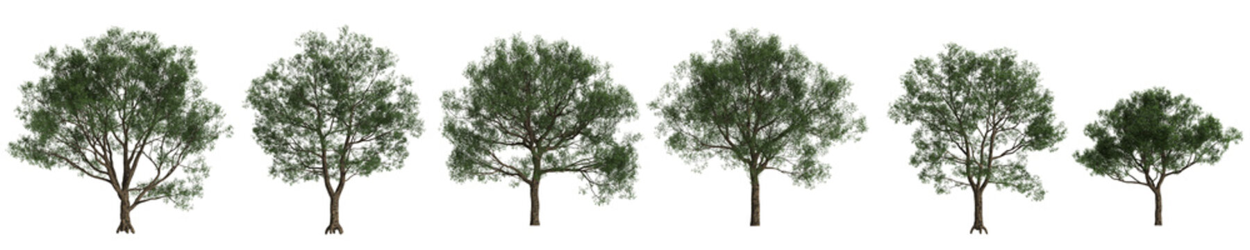 Multiple Cyclobalanopsis glauca trees 3d illustration on transparent background