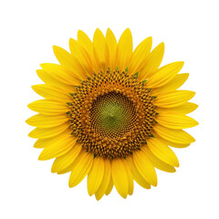 Fototapeta premium A large yellow sunflower on transparent background