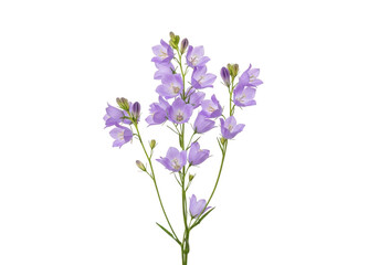 Obraz premium Delicate light purple delphinium flowers isolated on transparent background