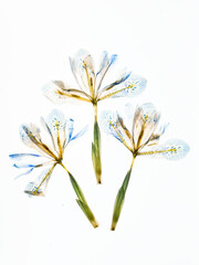 Prasowane irysy na białym tle – podświetlone płatki i struktura suszonych kwiatów © Elżbieta Kaps